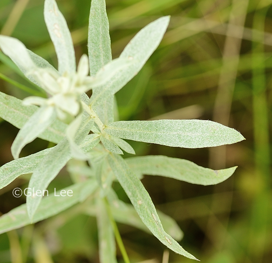 Artemisia ludoviciana photos Saskatchewan Wildflower